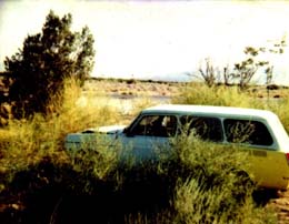 Picture of John's Squareback in a field full of weeds!